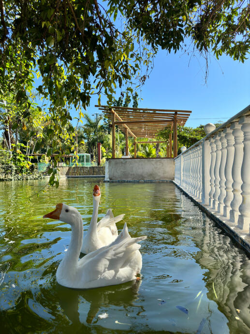 Lago